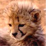 Cango Wildlife Ranch